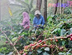 Durohim, Petani Kopi Arabika dari Lereng Ragatunjung yang Jadi Inspirasi Petani Muda