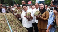 Titiek Soeharto Kunjungi Sentra Bawang Merah Brebes – Produk Sudah Ekspor ke Beberapa Negara