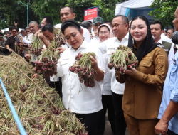 Titiek Soeharto Kunjungi Sentra Bawang Merah Brebes – Produk Sudah Ekspor ke Beberapa Negara