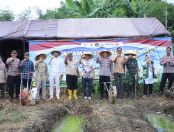 Wabup Brebes Hadiri Penanaman Jagung Serentak Bersama Polres, Dukung Swasembada Pangan