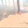 Kebakaran Kembali Melanda Hutan Wana Bei Paguyangan, 0,25 Hektare Lahan Terbakar