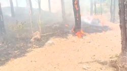 Kebakaran Kembali Melanda Hutan Wana Bei Paguyangan, 0,25 Hektare Lahan Terbakar