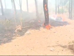 Kebakaran Kembali Melanda Hutan Wana Bei Paguyangan, 0,25 Hektare Lahan Terbakar